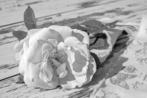 Rose 2378156 1920 zww